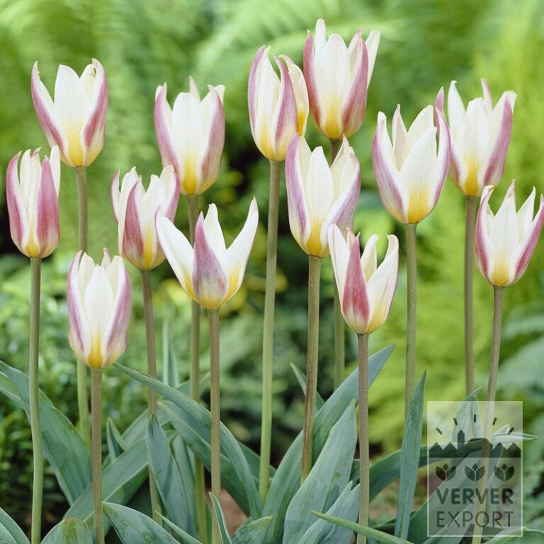 Tulips 'Ice Stick' (12324)