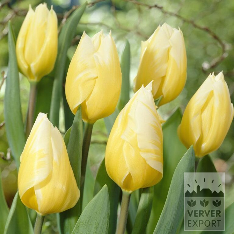 Tulips 'Sweetheart' (12325)