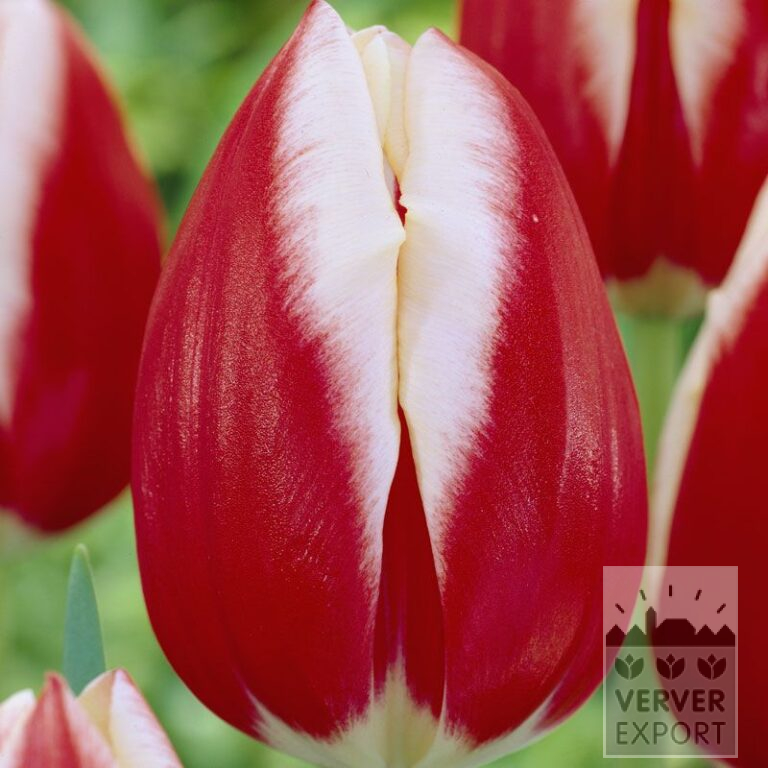Tulips 'Leen van der Mark' (12328)