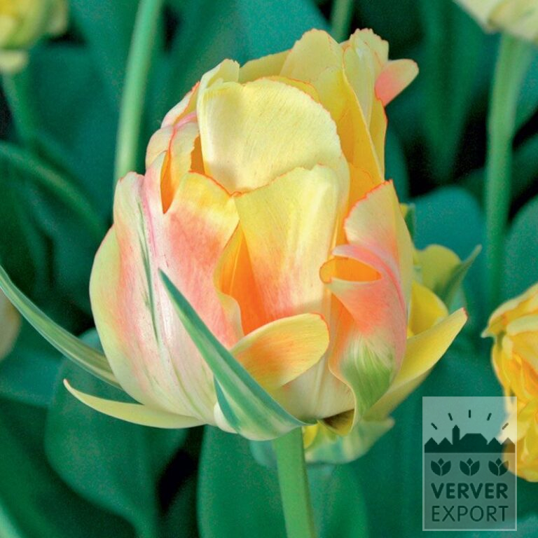 Tulips 'Akebono' (12334)