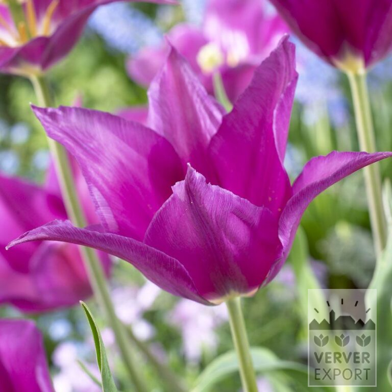 Tulips 'Purple Dream' (12335)