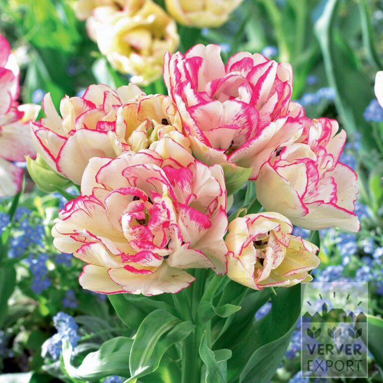 Tulips 'Belicia' (12336)