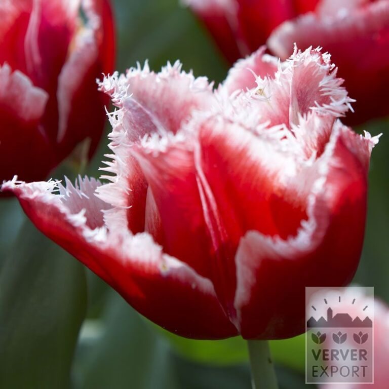 Tulips 'Canasta' (12337)