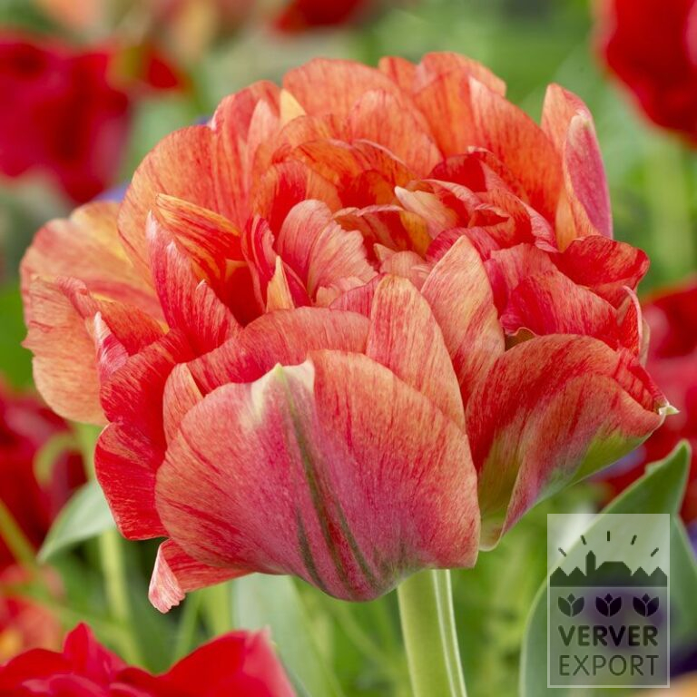 Tulips 'Double Gudoshnik' (12338)