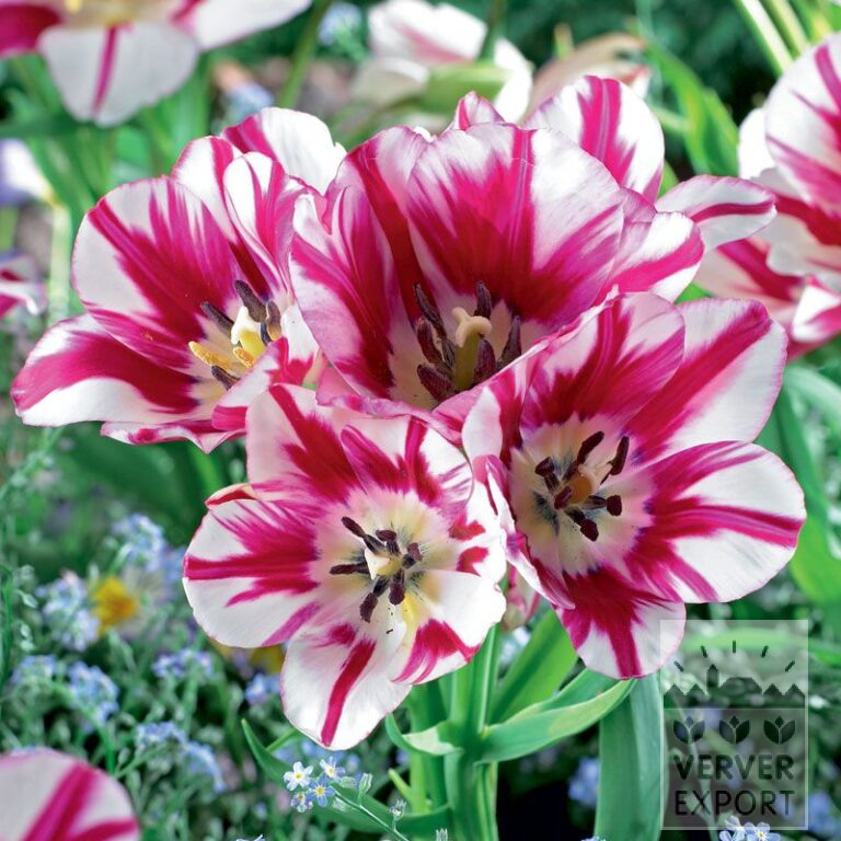 Tulips 'Flaming Club' (12340)