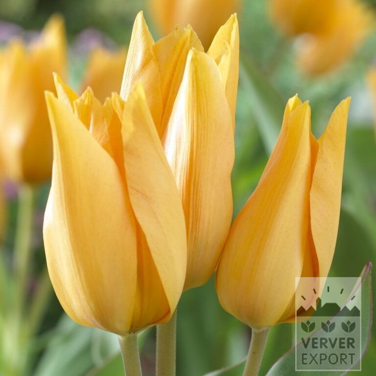 Tulips praestans 'Shogun' (12341)