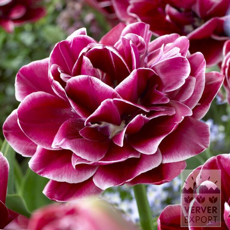 Tulips 'Dreamtouch' (12345)
