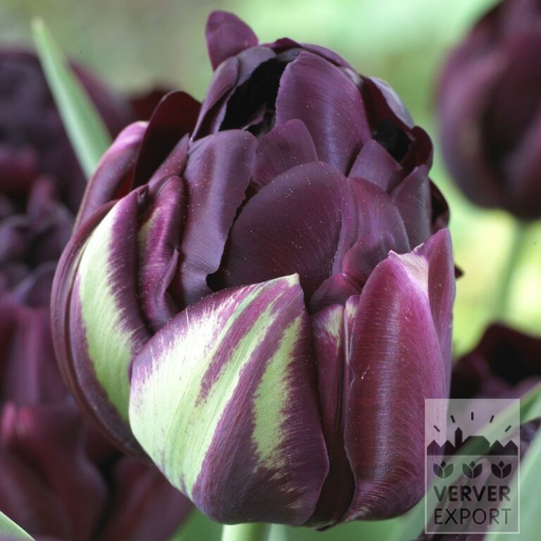 Tulips 'Black Hero' (12355)