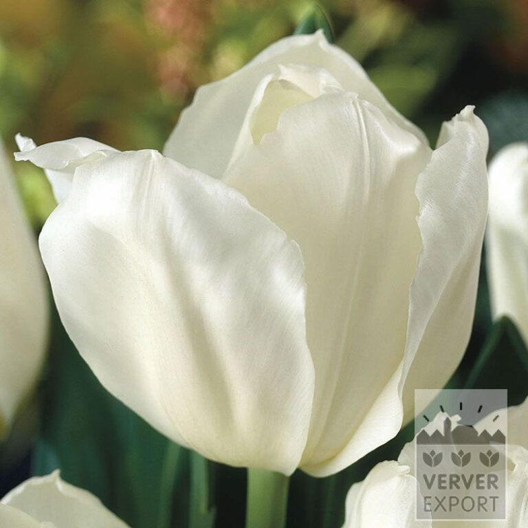 Tulips 'White Marvel' (12367)