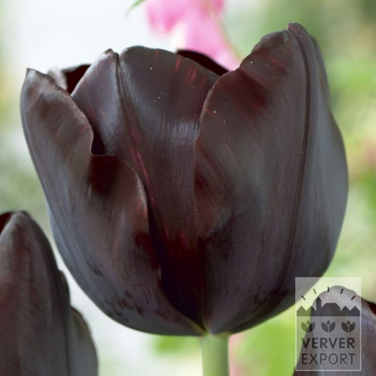 Tulips 'Black Beauty' (12374)