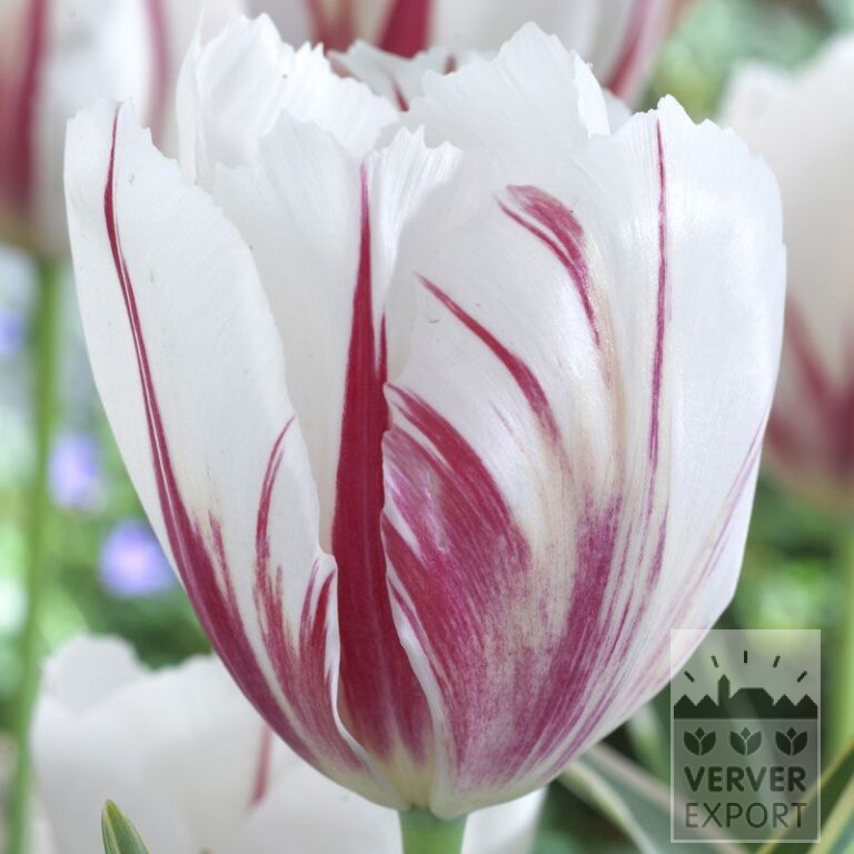 Tulips 'Carnaval de Rio' (12375)