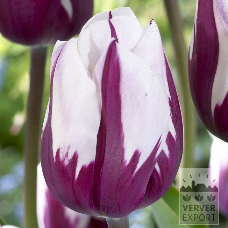 Tulips 'Rem's Favourite' (12379)