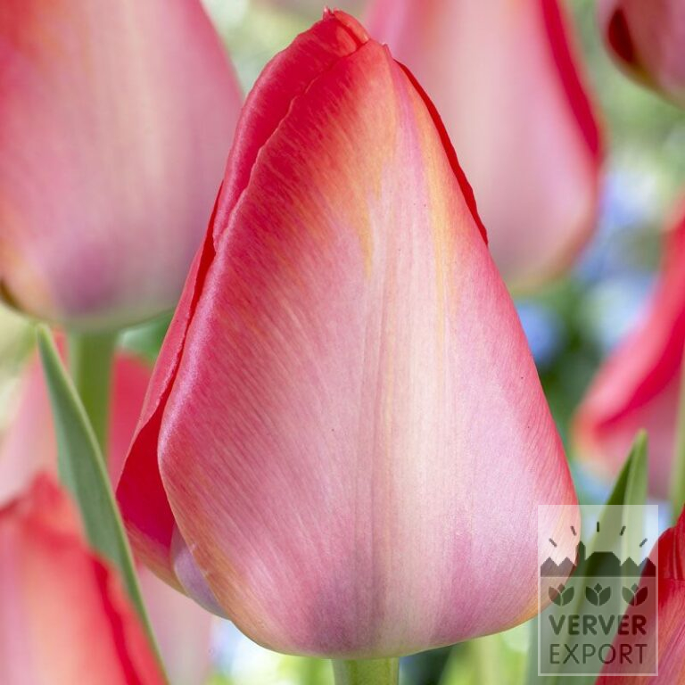 Tulips 'Van Eijk' (12380)