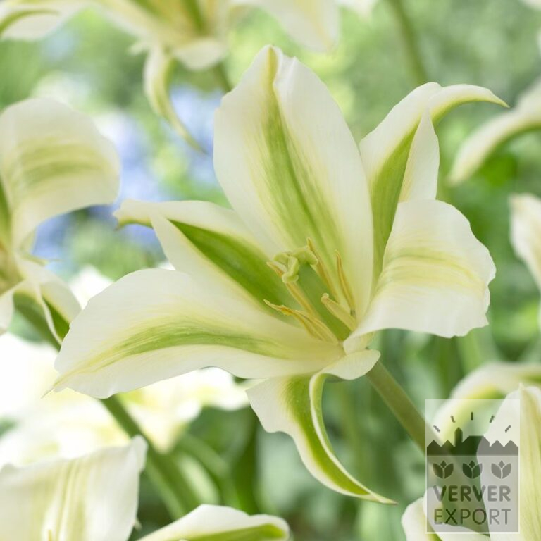 Tulips 'Green Star' (12382)