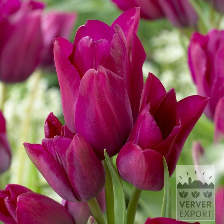 Tulips 'Night Club' (12388)