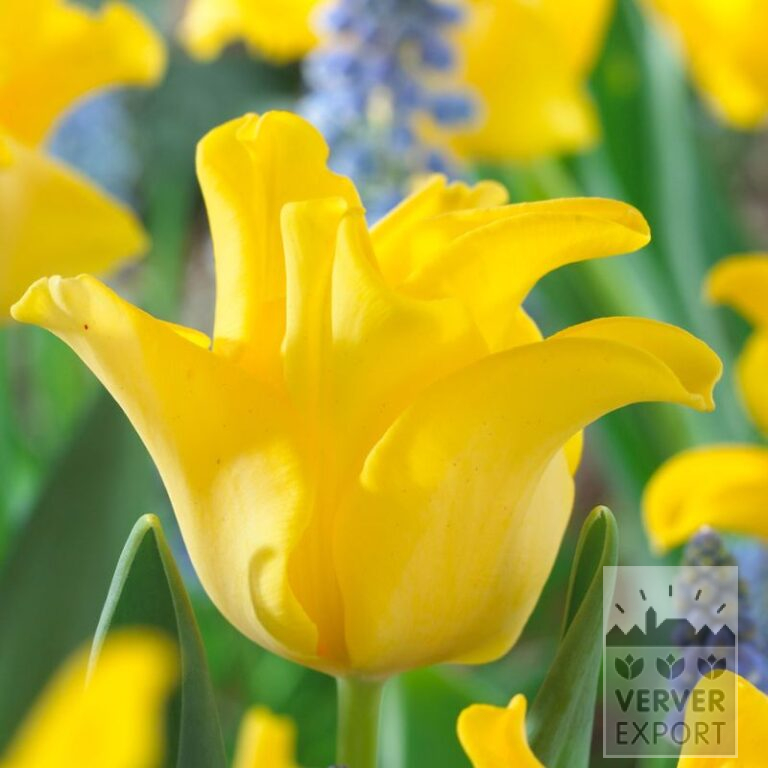 Tulips 'Yellow Crown' (12390)