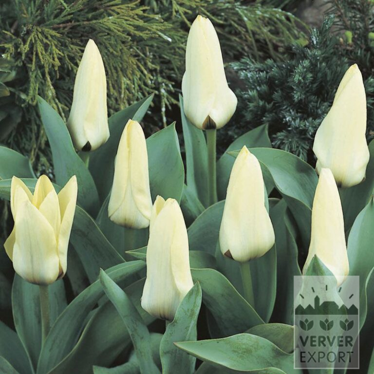 Tulips 'Concerto' (12391)