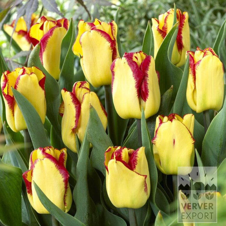 Tulips 'Cape Town' (12393)