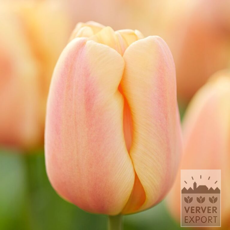 Tulips 'Apricot Foxx' (12394)