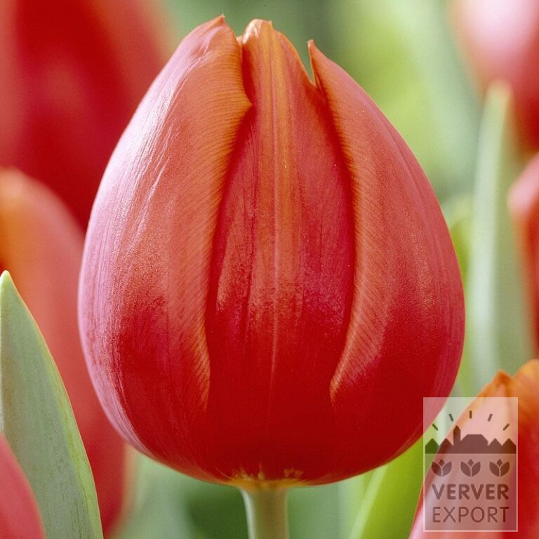Tulips 'Orange Cassini' (12397)