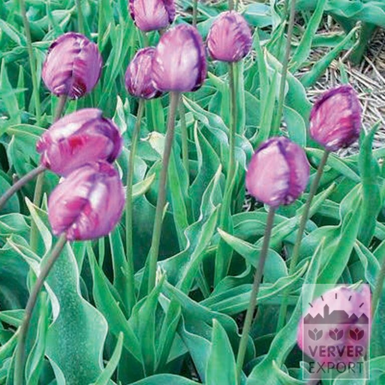 Tulips Hist.'Columbine' (12402)