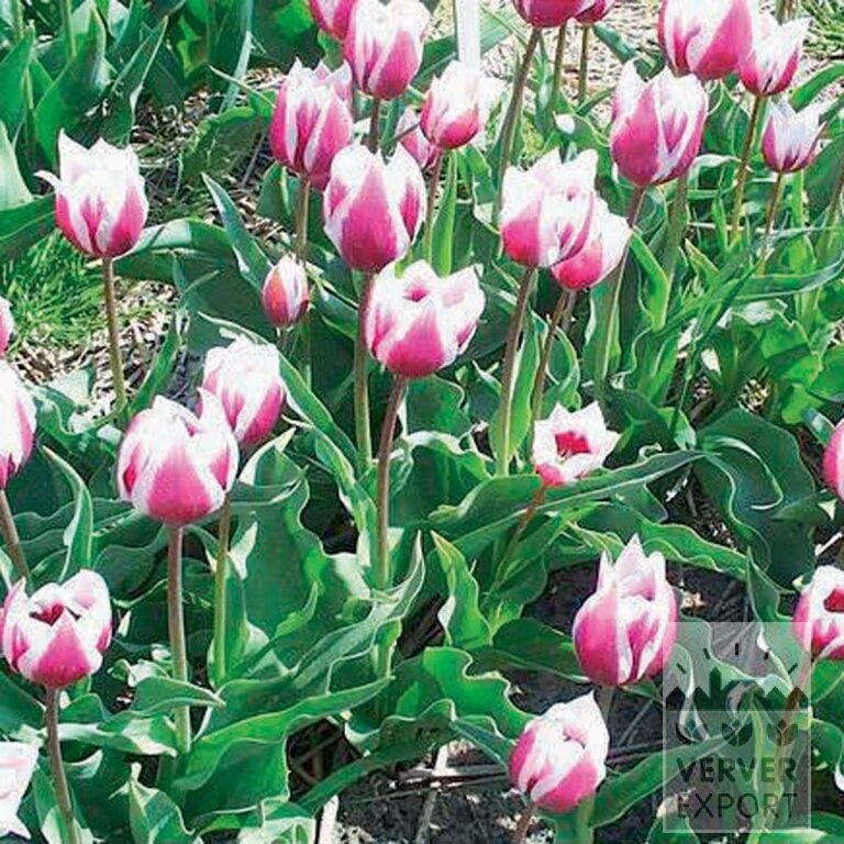 Tulips Hist. 'Lac van Rijn' (12405)