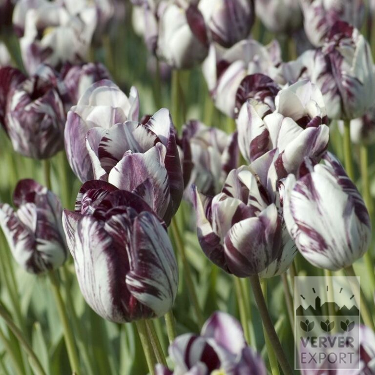 Tulips Hist. 'Insulinde' (12408)