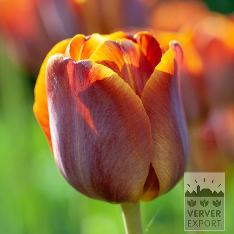 Tulips Hist. 'James Wild' (12411)