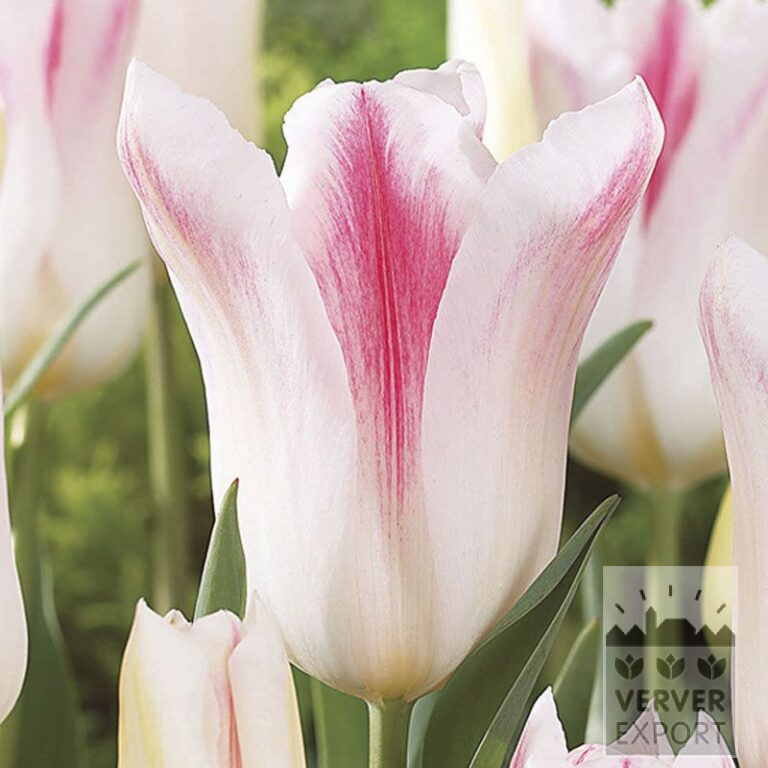 Tulips 'Holland Chic' (12500)