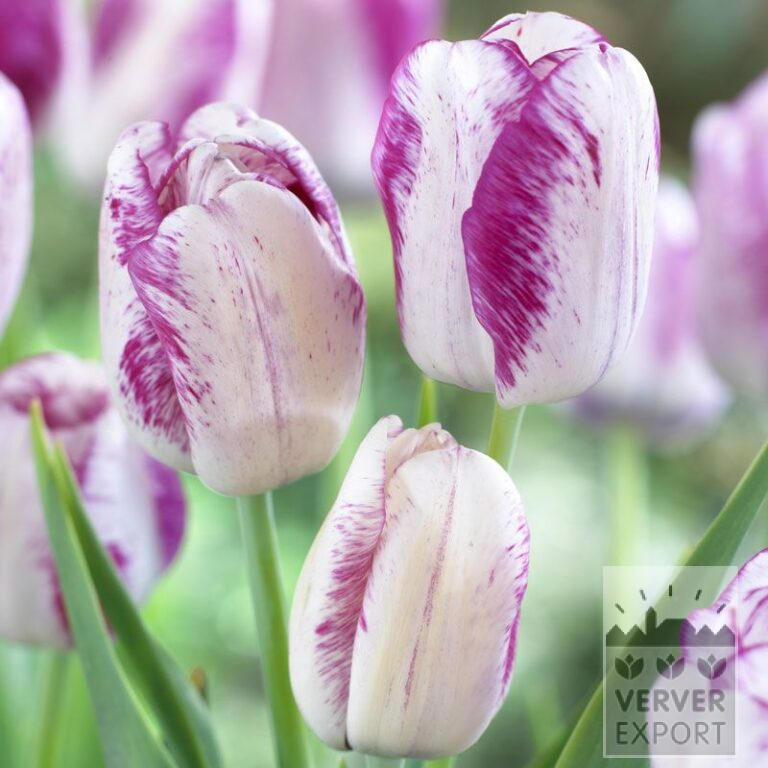 Tulips 'Graceland' (12503)