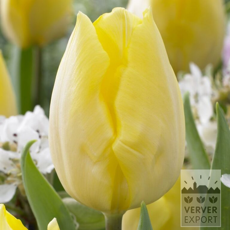 Tulips 'Sunny Prince' (12506)