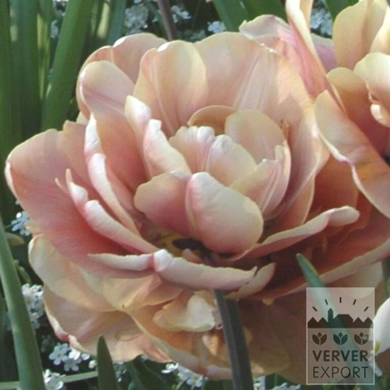 Tulips 'La Belle Epoque' (12509)