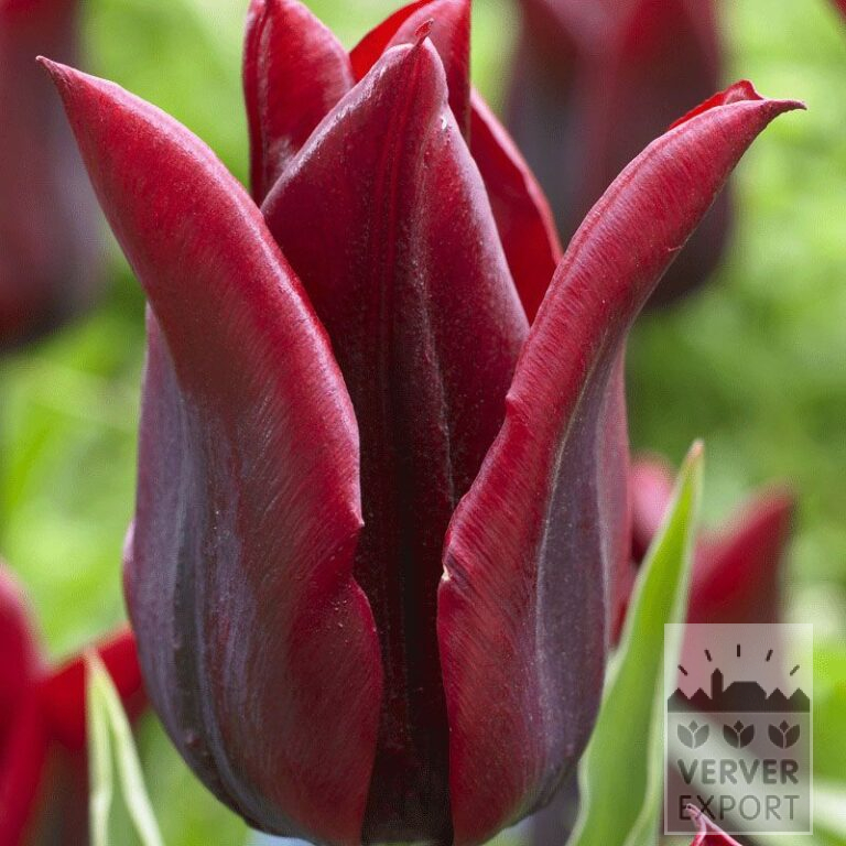 Tulips 'Lasting Love' (12513)