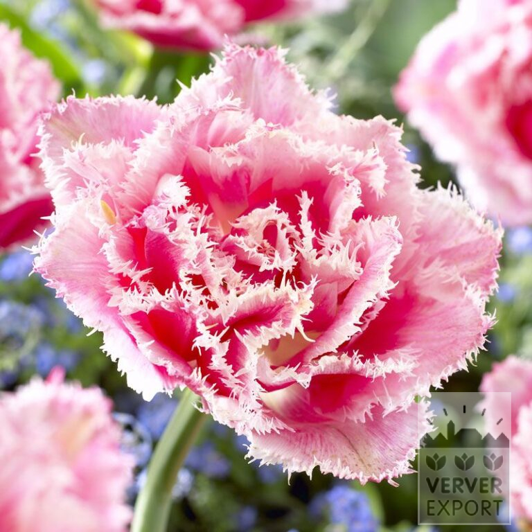 Tulips 'Queensland' (12514)