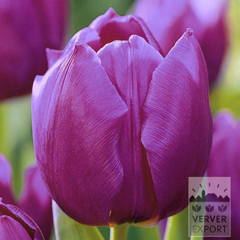 Tulips 'Purple Prince' (12515)