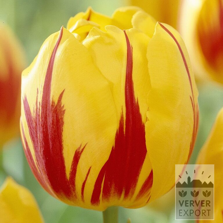 Tulips 'Striped Bellona' (12521)