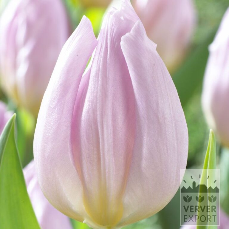 Tulips 'Candy Prince' (12522)