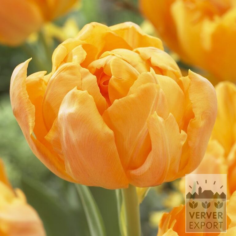 Tulips 'Monte Orange' (12523)