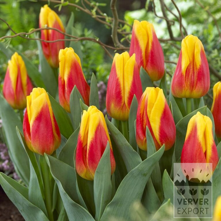 Tulips 'Ice Lolly' (12525)