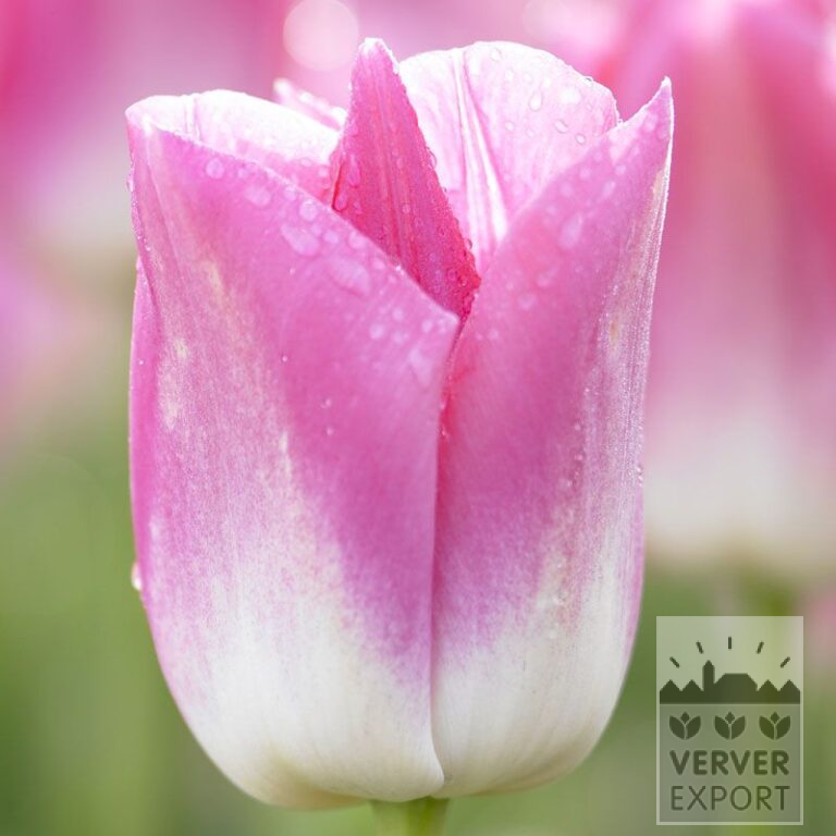 Tulips 'Dynasty' (12527)