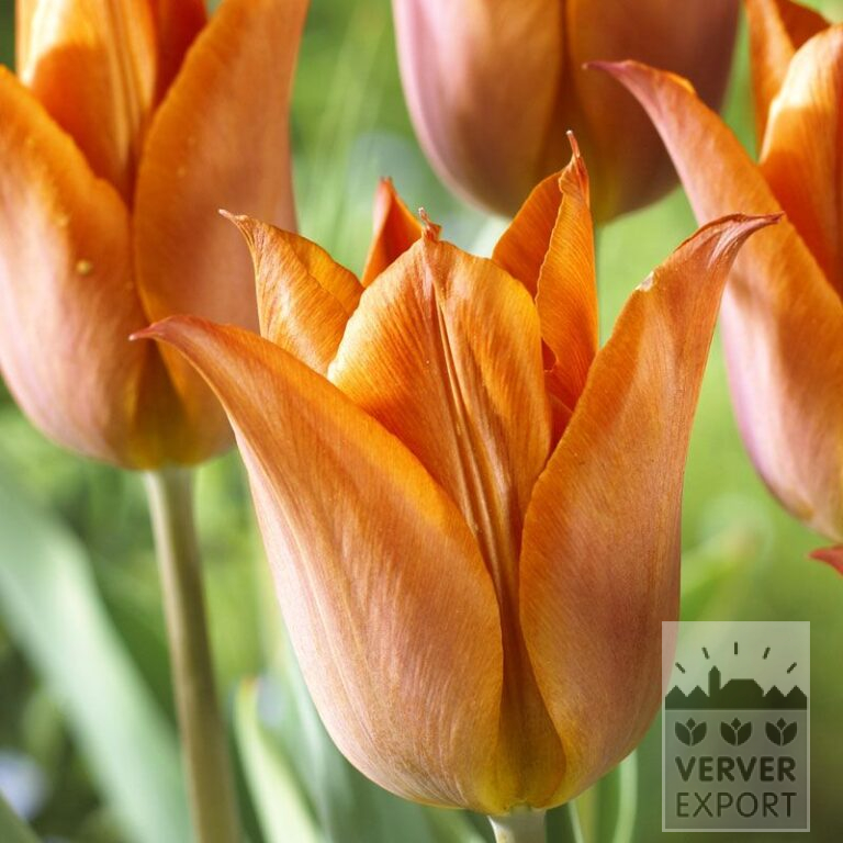 Tulips 'Request' (12531)