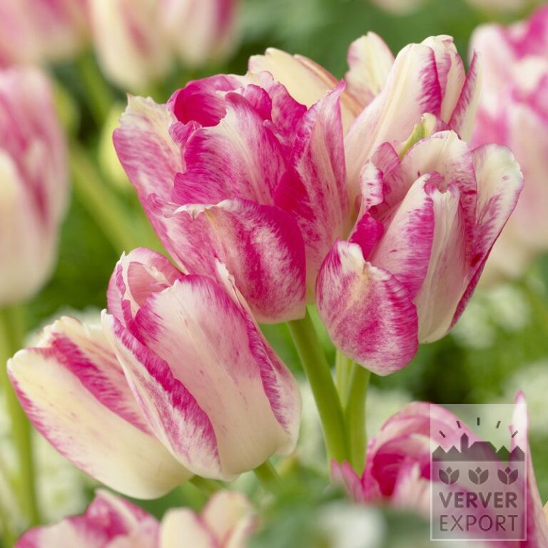 Tulips 'Dream Club' (12535)