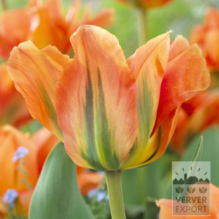 Tulips 'Disneyland Paris' © (12536)