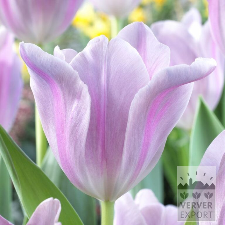 Tulips 'Mistress Mystic' (12537)