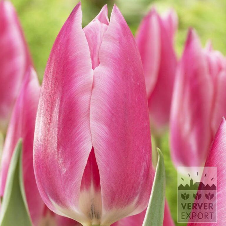 Tulips 'Pink Surprise' (12538)