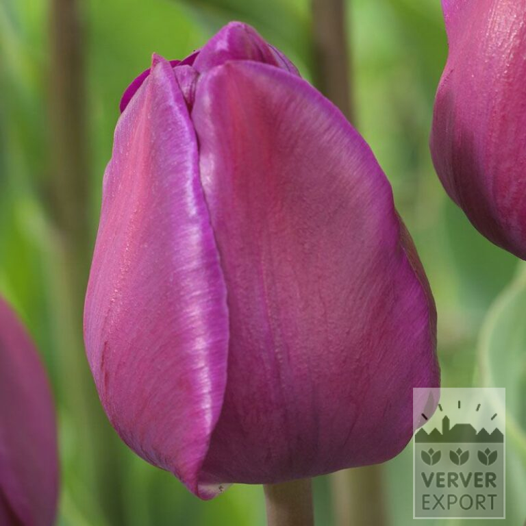 Tulips 'Negrita' (12541)