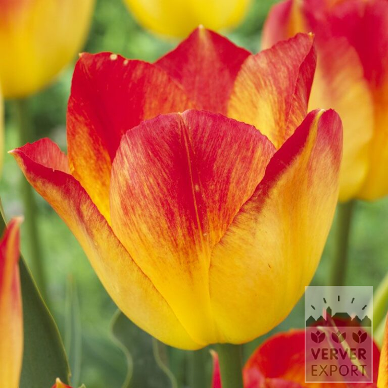 Tulips 'Suncatcher' (12542)