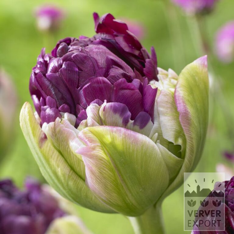 Tulips 'Pop Up Purple' (12544)