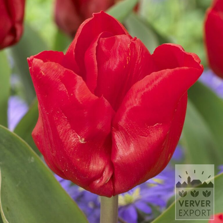Tulips 'Escape' (12551)