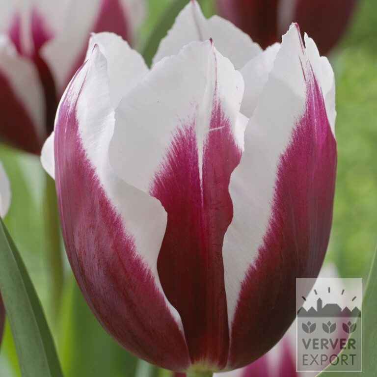 Tulips 'Spitsbergen' (12554)